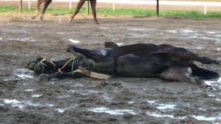 Caballo del hipodromo muere de un infarto [upl. by Elliott]