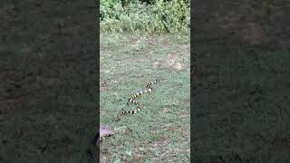 রাজ সাপ Ophiophagus hannah snakevideo snake viralvideo public [upl. by Nosredneh404]