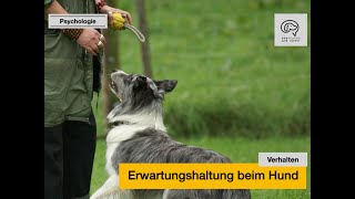 Erwartungshaltung beim Hund [upl. by Gignac]