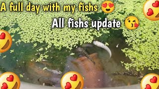 A full day with my fishs 😍 all fishs update 😘 [upl. by Hummel]