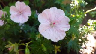 geranium sanguineum striatum 2 [upl. by Cedell]