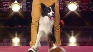 Supertalent 2013 Lukas Pratschker amp sein Border Collie quotDog Dancequot [upl. by Tteraj]