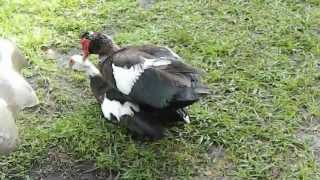 Muscovy duck male mates with a willing female [upl. by O'Dell]