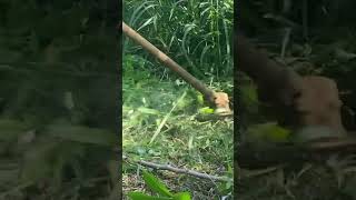 fast grass cutting with lawn mower on farm [upl. by Esdnil279]