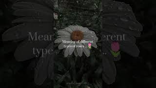 Meanings of different types of roses💫💕🤝trending aesthetic ytshorts fypシ゚viral [upl. by Ramyaj]