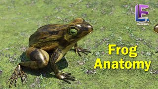 Anatomy of an Frog  Structural Organization of Animals  CBSE Class 11 Biology by Elearnin [upl. by Pich]