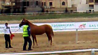 Show stallions Karabakh Horse breed 30102010081mp4 [upl. by Yelsnik]