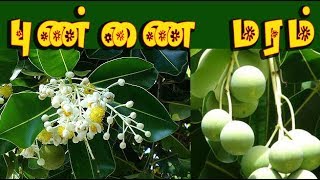 calophyllum inophyllum  புண்ணை மருத்துவம் punnai medicin [upl. by Enyahs]