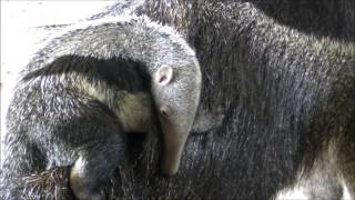 Baby Giant Anteater at Howletts Wild Animal Park [upl. by Hu]