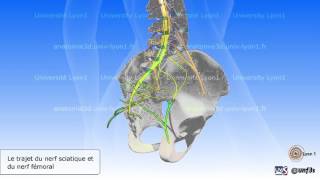 Moelle épinière et nerfs rachidiens simplifiés Nerf sciatique et nerf fémoral [upl. by Ahsiyn]