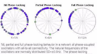 PhaseCoupled Oscillators [upl. by Yrrej575]