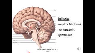 Diencephalon 1 thalamus  ProfDr Manal Elsawaf [upl. by Woodring]