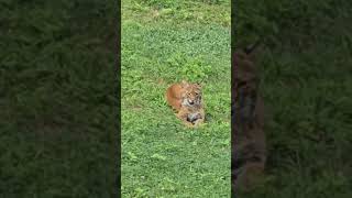 Bunny Hunter Bobcat is Hungry animalshortsvideo bobcats wildlifeanimals animalshort [upl. by Marjy]