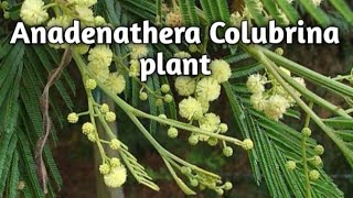 Anadenanthera Colubrina Onenonlypharmacy [upl. by Witt330]