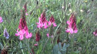 Sainfoin [upl. by Ettellocin]