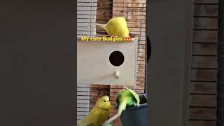 My cute Budgies 😍 budgiesworld budgies asmr birds australianparrots budgries mylifeingermany [upl. by Matt]