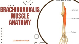 Brachioradialis Muscle Anatomy  Muscle Anatomy Lecture [upl. by Tebazile290]