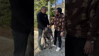 Binlerce Euro Teklif Edilen Devasa Köpek 😰😨😨 köpek shorts anadoluçobanköpeği kangal [upl. by Naujej]