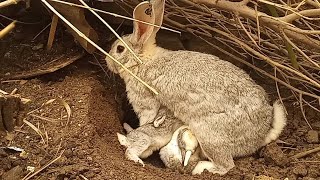 Criando CONEJOS En La Naturaleza  ¿Podemos Criar Conejos En La Naturaleza⁉️ Parte 2  2022 [upl. by Atiker868]