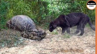 Giant Anaconda Face Off A Black jaguar  Fight To The Death [upl. by Bannasch]