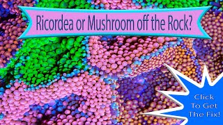 Ricordea Florida or Rhodactis Mushroom Floating in your saltwater aquarium DIY AquariumDepotcom [upl. by Leyes]