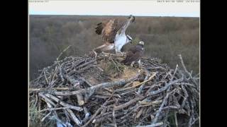 Balbuzard pêcheur quotTu ne manges pas Donnele à moiquot [upl. by Sidnarb]