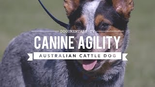 AUSTRALIAN CATTLE DOG CANINE AGILITY [upl. by Iru]