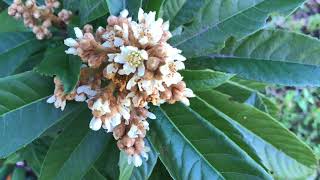 Loquat Flowers are Incredible [upl. by Young]