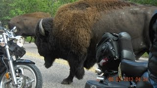 Bison Stampede at Custer State Park [upl. by Enitsenre]