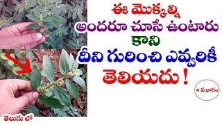 Euphorbia hirta  Asthma Weed  reddivari nanu balu uses in telugu  Telugu World Visite [upl. by Old]