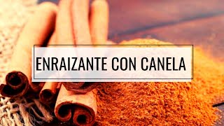 🔴 ENRAIZANTE NATURAL Con CANELA Para Tus ESQUEJES y PLANTAS 🚀  AYUDA y PROTEGE [upl. by Nodnil]