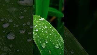 Transpiration shortsfeed biology transpiration science shortvideo [upl. by Aldwin]