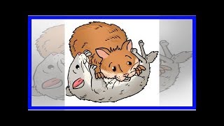 Why do hamsters fight each other [upl. by Aikram103]