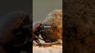 Dung Beetles Are NATURAL Born Navigators of the Insect World facts animalfacts [upl. by Draillih989]