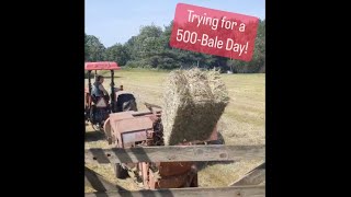 Trying for a 500Bale Day 2024 [upl. by Nesyla]