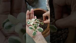 Try to Re Propagate Broken Variegated Crassula Plant💚✨shorts garden plants [upl. by Aikyn]