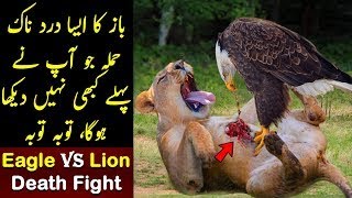 EAGLES UNBELIEVEABLE ATTACKS  KINGDOMWORLDjungledutch eaglefight lion [upl. by Noell]