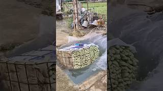 Rinsing romaine lettuce for freshness process [upl. by Nilahs]