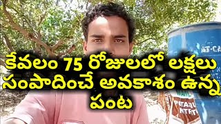 కేవలం 75 రోజులలో లక్షలు సంపాదించే అవకాశం ఉన్న పంటHighly Profitable Musk melon farming [upl. by Ojillek]