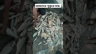 আমাদের পুকুরে মাছ। fish pond fishing foryou viralvideo youtubeshorts shorts shortsvideo [upl. by Assin78]