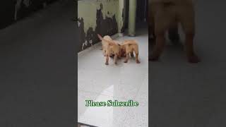 CUTEST Golden Retriever Puppy Ever Dogs [upl. by Heller269]