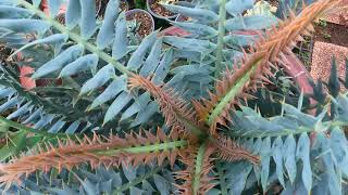 Encephalartos horridus compact leaves [upl. by Yauq]