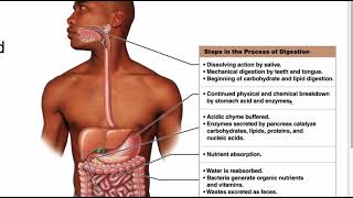 AampP 2 Digestion [upl. by Grory]