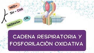 CADENA RESPIRATORIA Y FOSFORILACIÓN OXIDATIVA [upl. by Eilak]