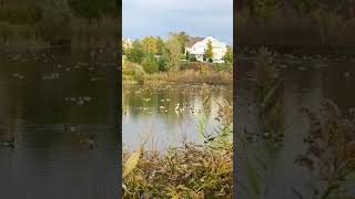 Incredibly beautiful noisy canada geese takeoff witnessed by a great white heron and company shorts [upl. by Latsyrd373]