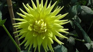 Taking Autumn Dahlia cuttings [upl. by Rambow]