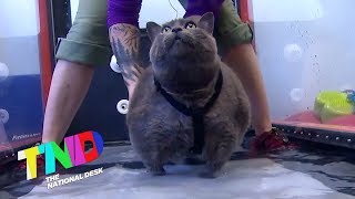 Viral cat Cinderblock is on a mission to lose weight [upl. by Francene]