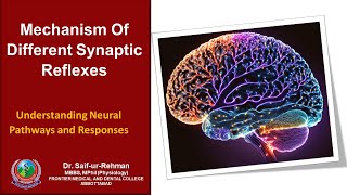 Mechanism Of Different Synaptic Reflexes [upl. by Mil689]