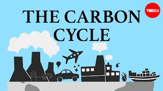 Carbon amp Nitrogen Cycles GCSE Combined Science Biology [upl. by Erny380]