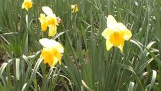 The field of daffodils in Sumner WA [upl. by Timus445]